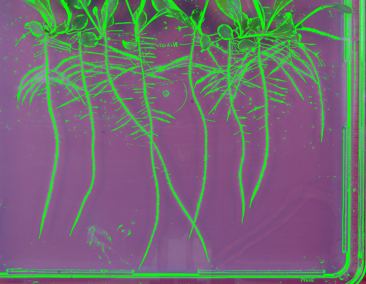 The Gaussian filter's labels on the lettuce plate
