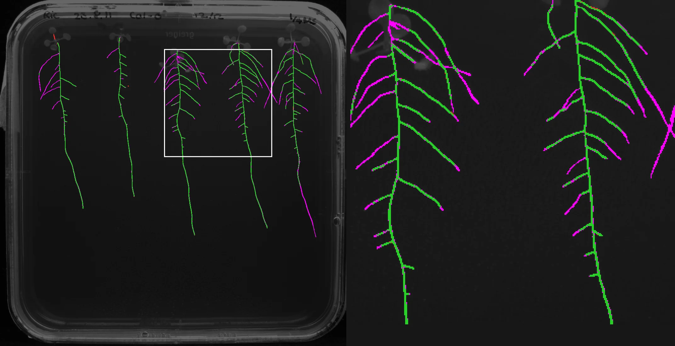 Arabidopsis: the 1-plate network's labels against the ground truth