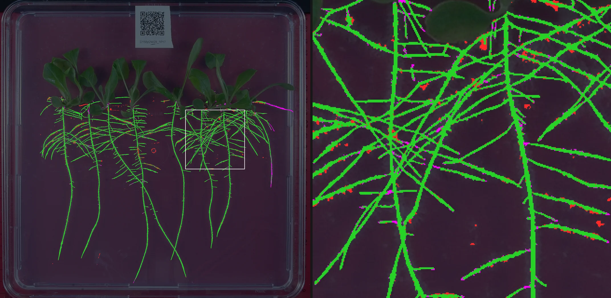 Lettuce: the 1-plate network's labels against the ground truth