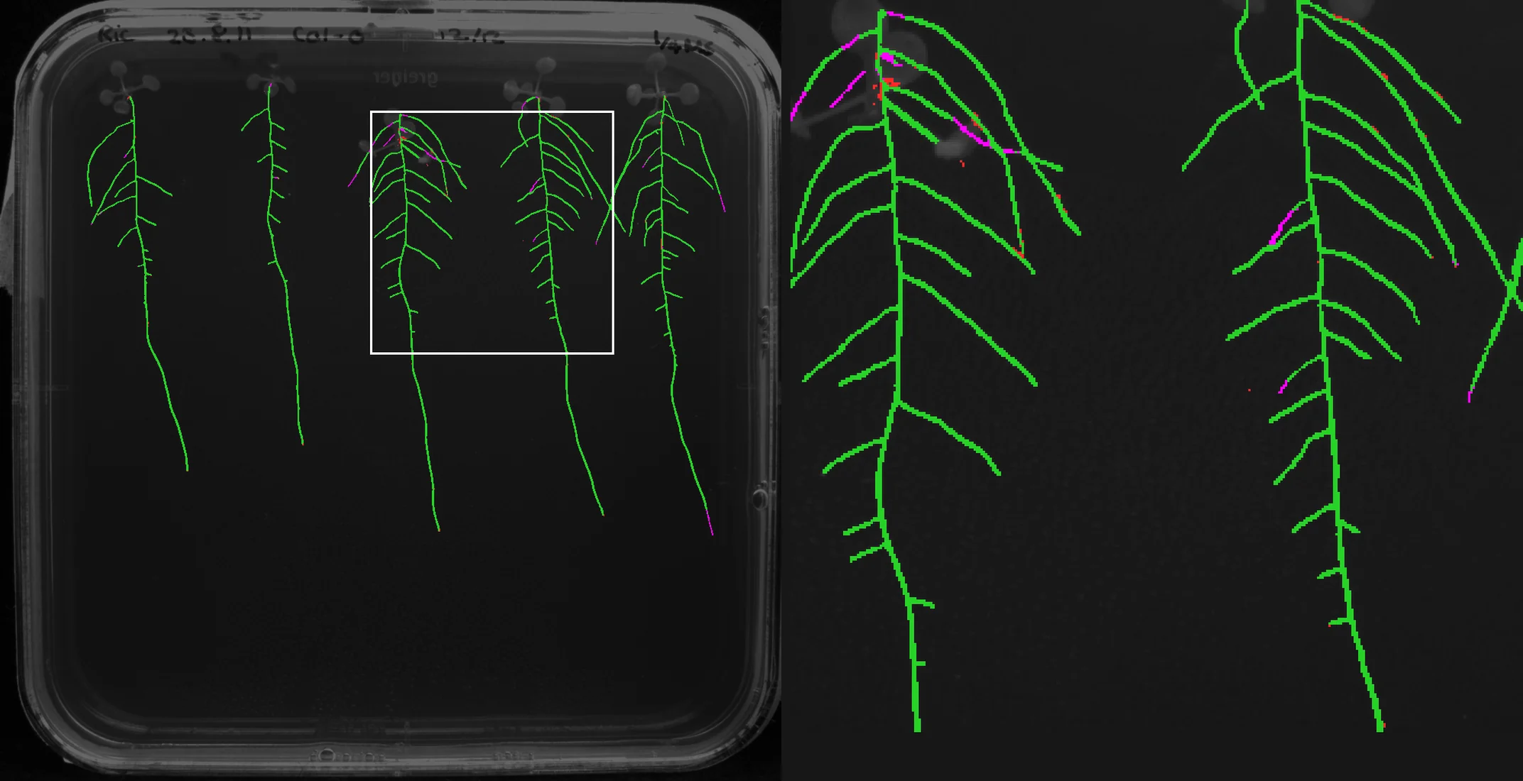 Arabidopsis: the paper network's labels against the ground truth