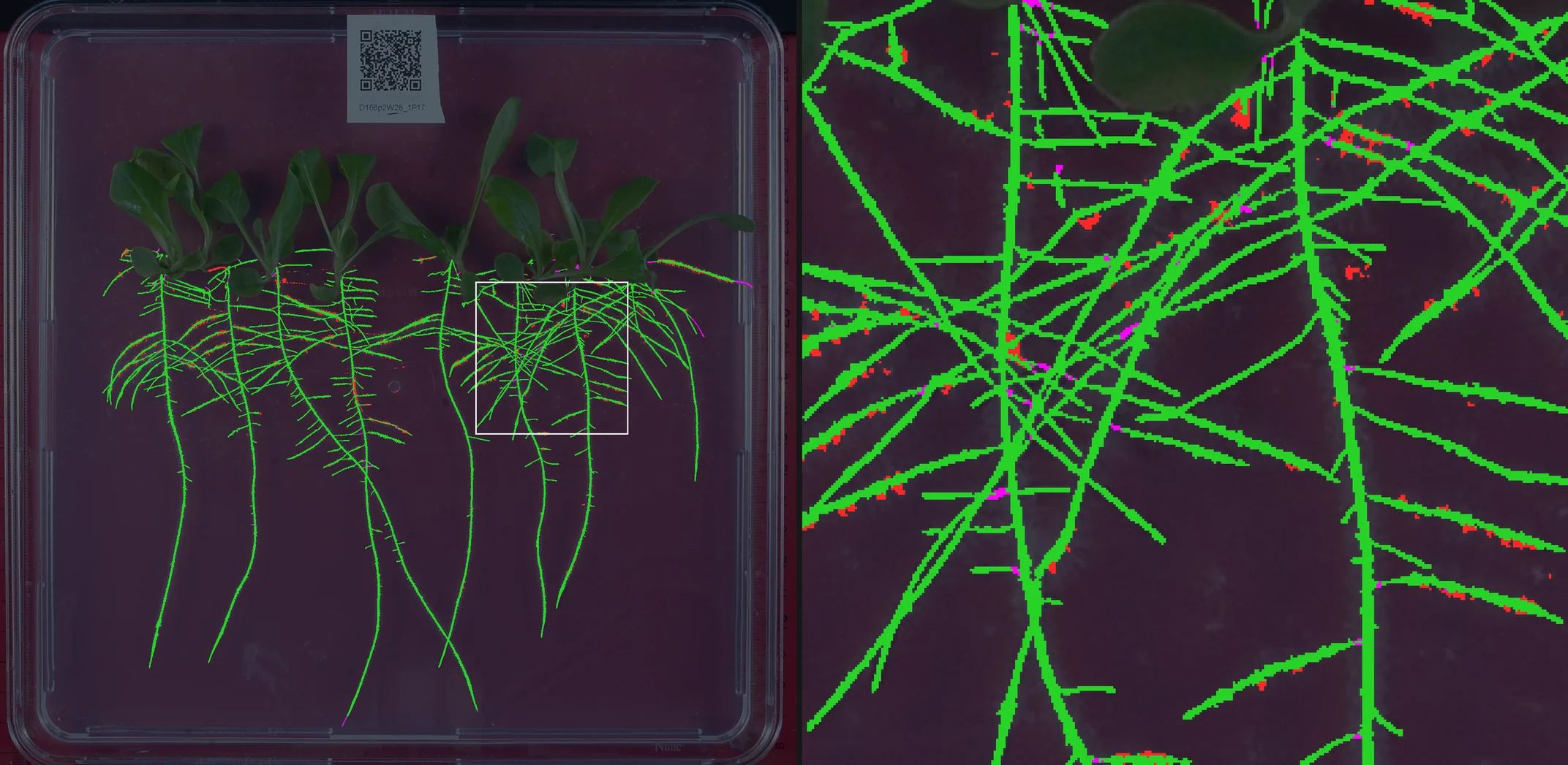 Lettuce: the paper network's labels against the ground truth