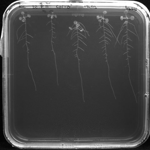 Arabidopsis plate